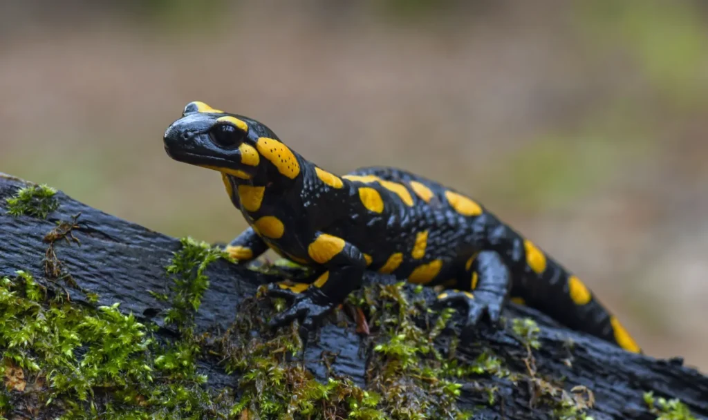 Life Cycle Salamander