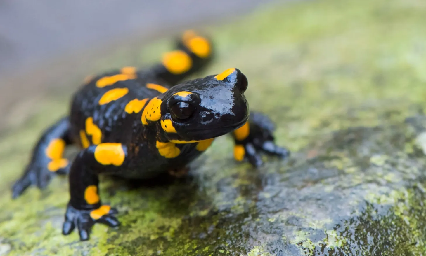 Life Cycle Salamander Guide: Stages, Diet, Reproduction, Evolution, and Ecosystem Importance