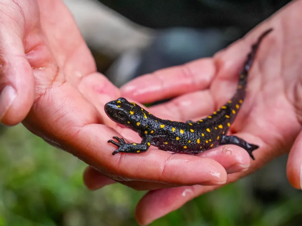 Life Cycle Salamander