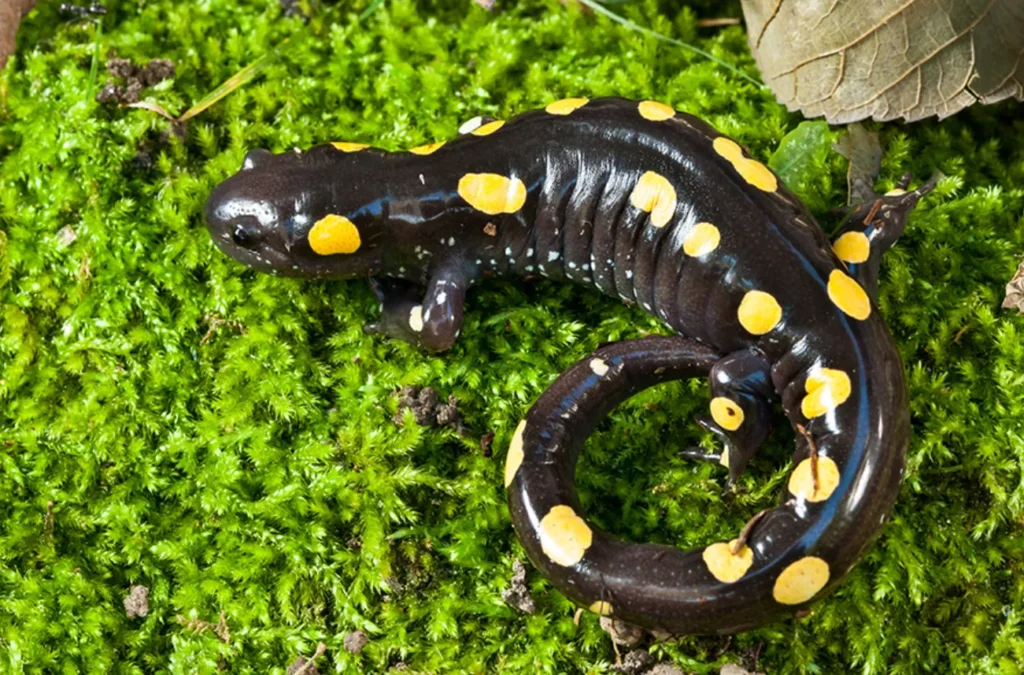 Life Cycle Salamander