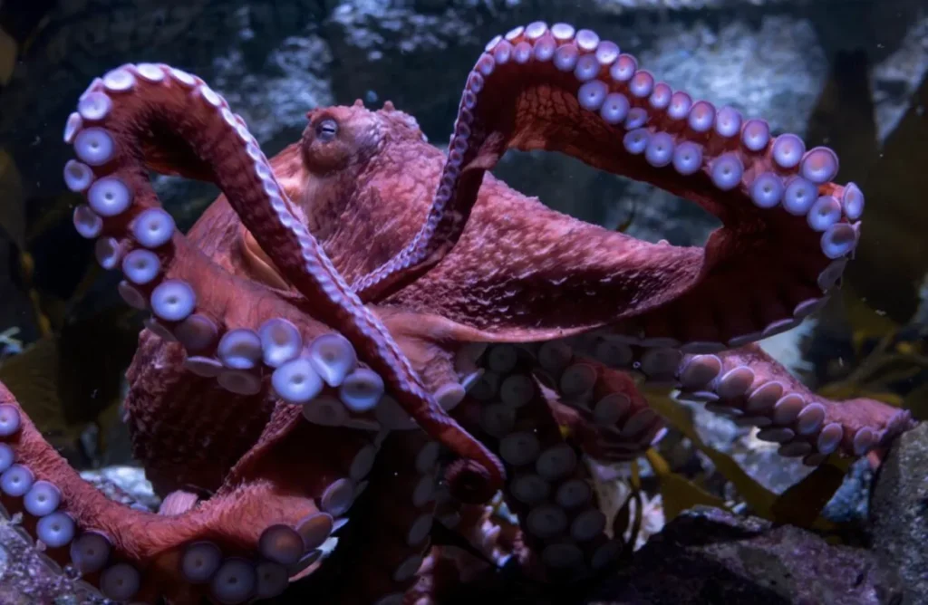 Life Cycle of Common Octopus