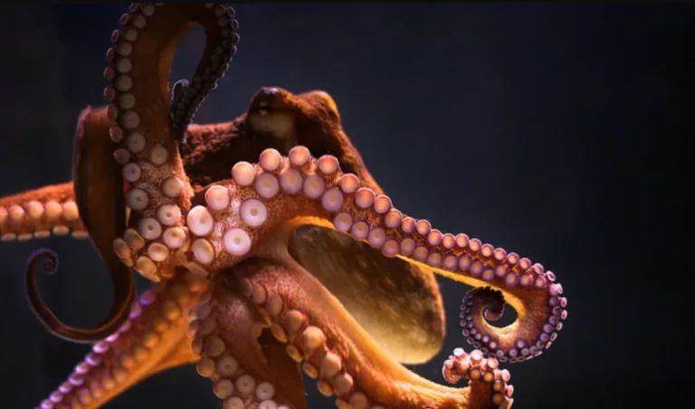 Life Cycle of Common Octopus