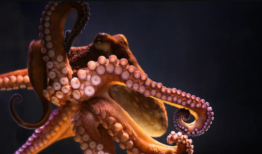 Life Cycle of Common Octopus: Complete Guide to Growth, Reproduction, Lifespan, and Survival Underwater