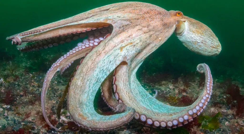 Life Cycle of Common Octopus