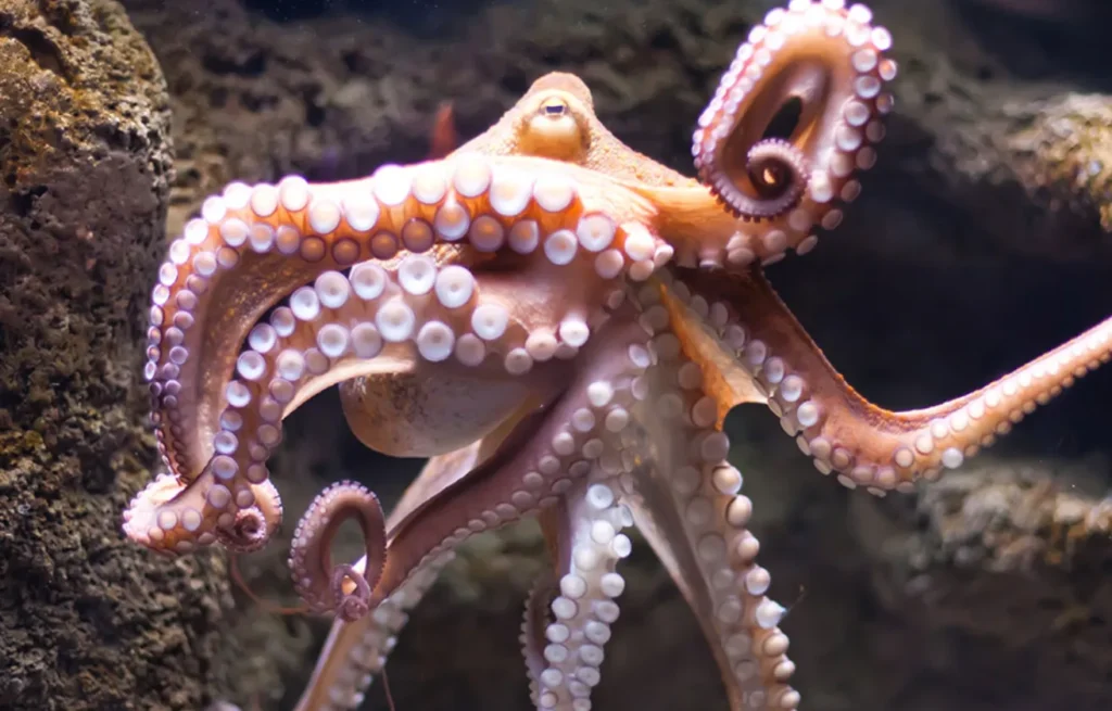Life Cycle of Common Octopus