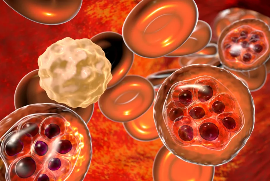 Life Cycle of Malarial Parasite Plasmodium