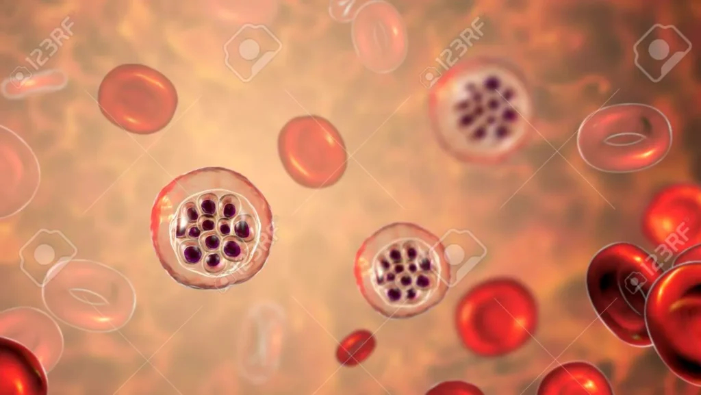 Life Cycle of Malarial Parasite Plasmodium