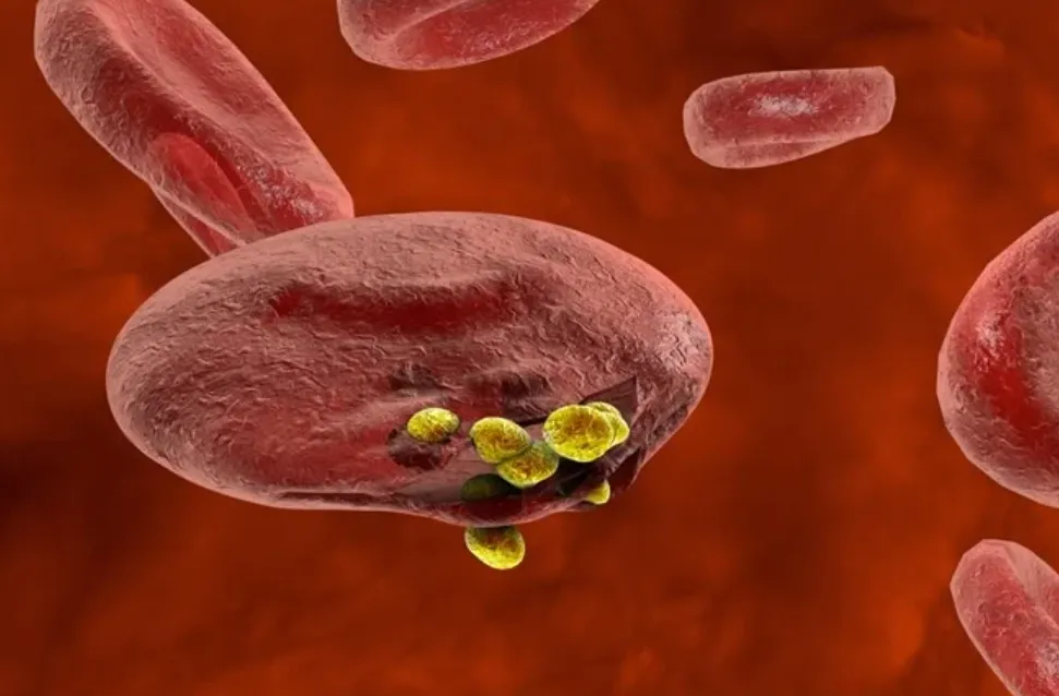 Life Cycle of Malarial Parasite Plasmodium