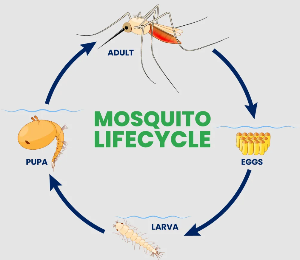 Life Cycle of Mosquito