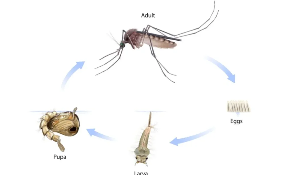 Life Cycle of Mosquito