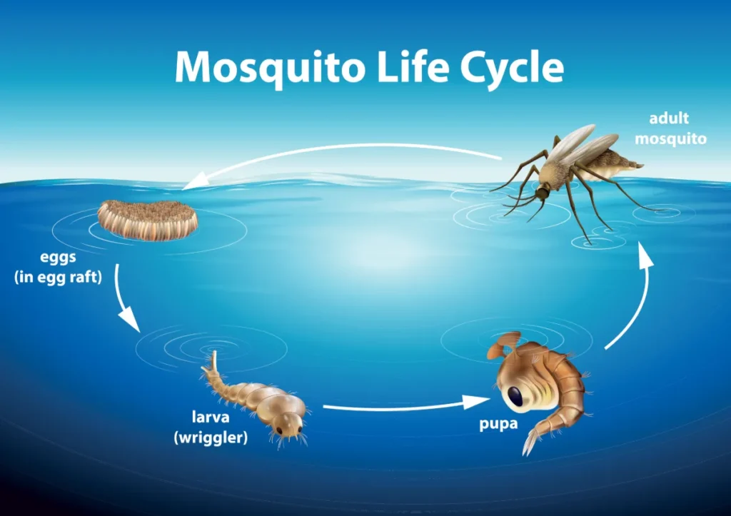 Life Cycle of Mosquito