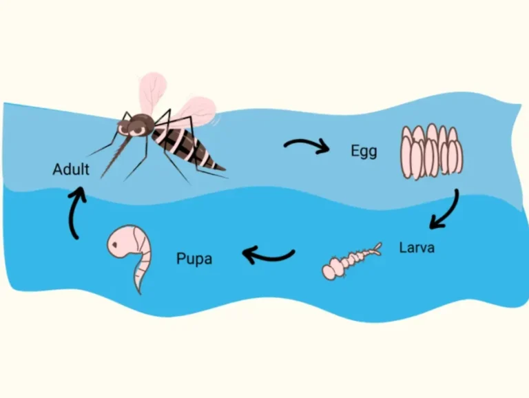 Life Cycle of Mosquito