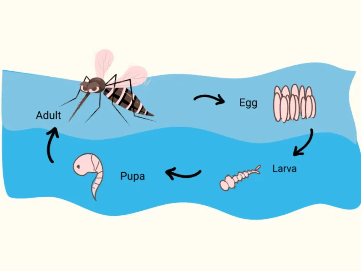 Life Cycle of Mosquito: Complete Guide to Mosquito Growth, Reproduction, Food, Survival, and Ecosystem Role