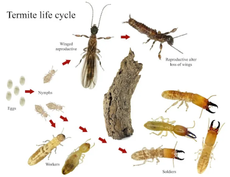 Life Cycle of Termites