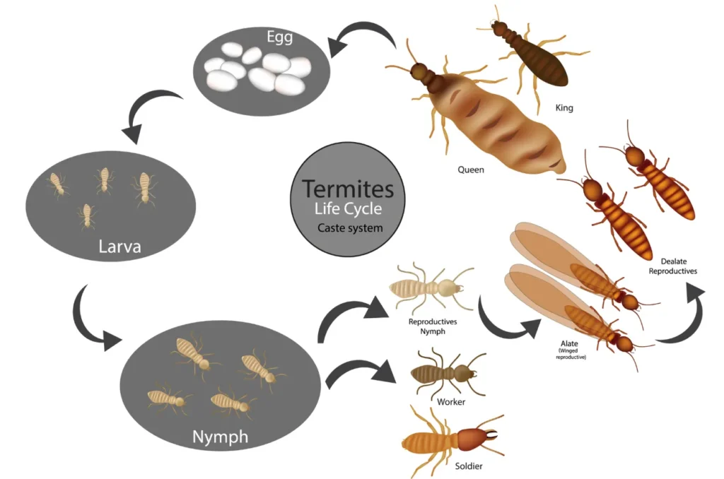 Life Cycle of Termites