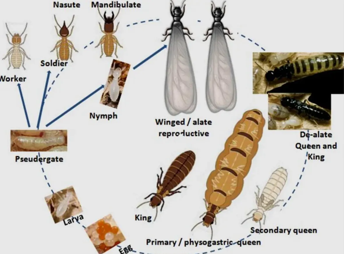 The Fascinating Life Cycle of Termites: Key Insights on Their Evolution, Reproduction, and Role in the Ecosystem