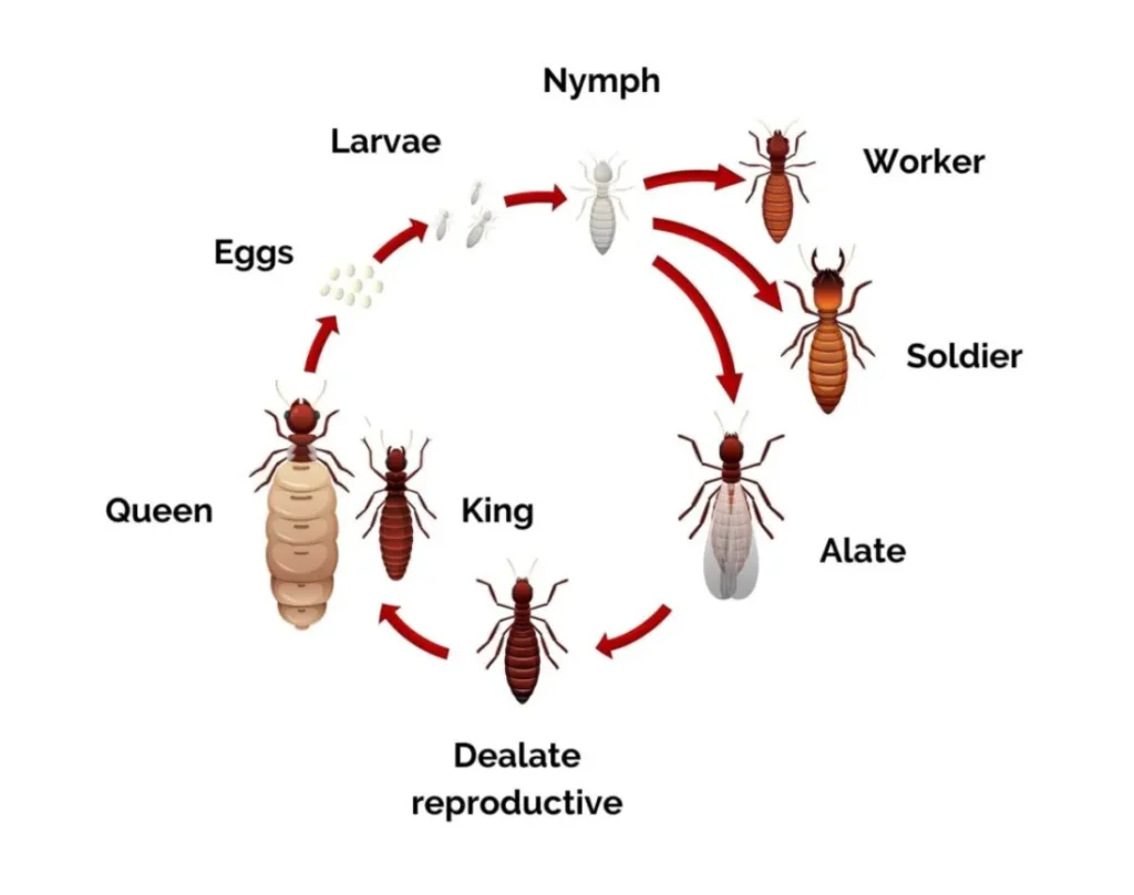 Life Cycle of Termites