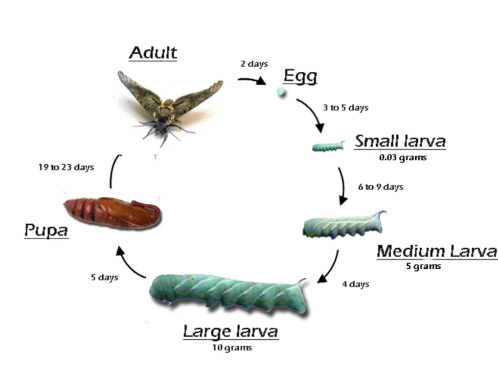 Life Cycle of Tomato Horn Worm