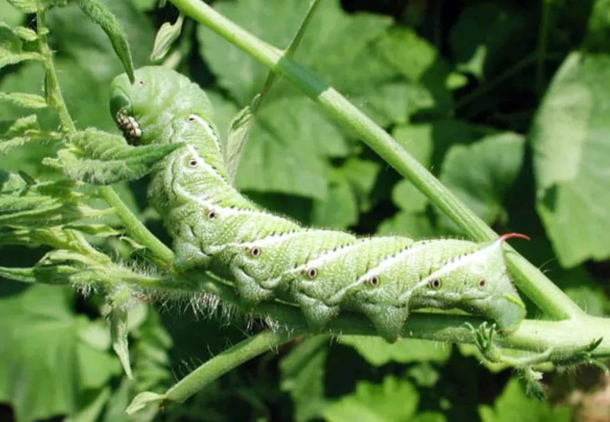 Life Cycle of Tomato Horn Worm: Complete Guide to Eggs, Larvae, Moths, Damage, Food, and Ecosystem Role