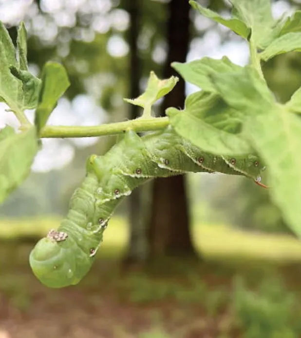 Life Cycle of Tomato Horn Worm