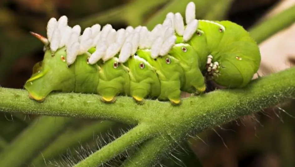 Life Cycle of Tomato Horn Worm