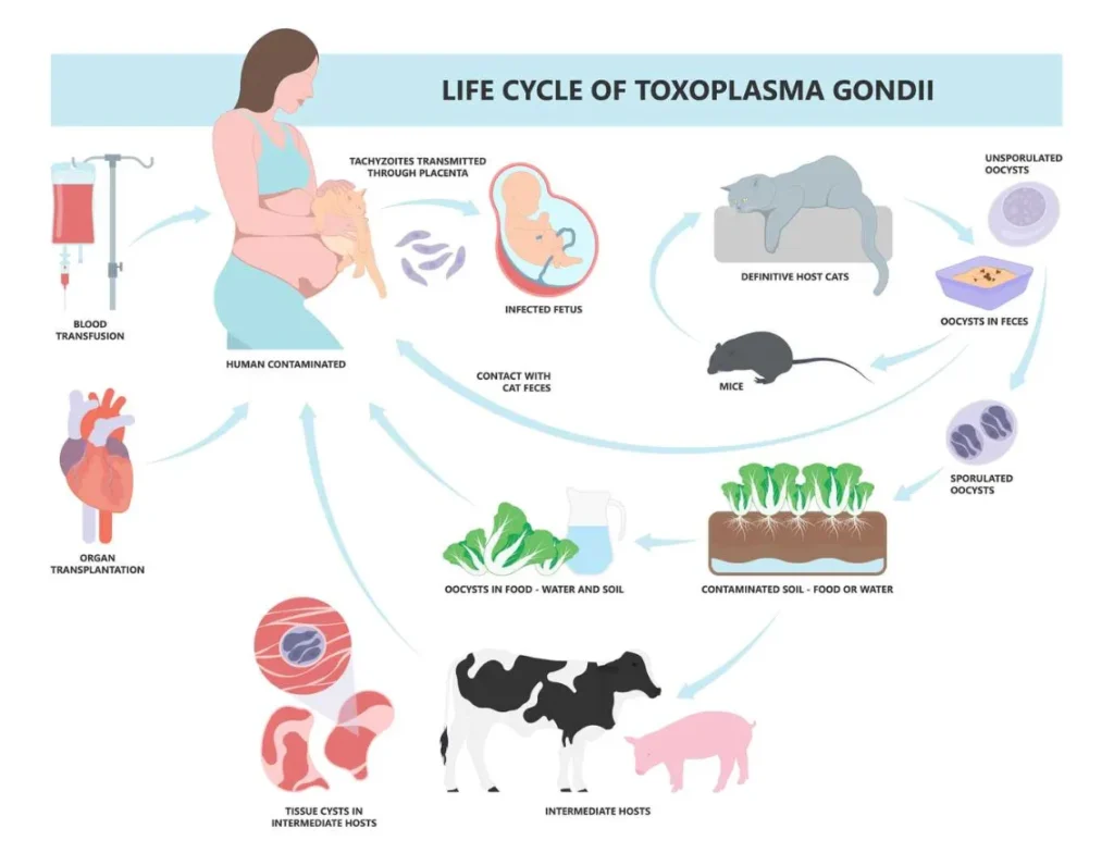Life Cycle of Toxoplasma gondii