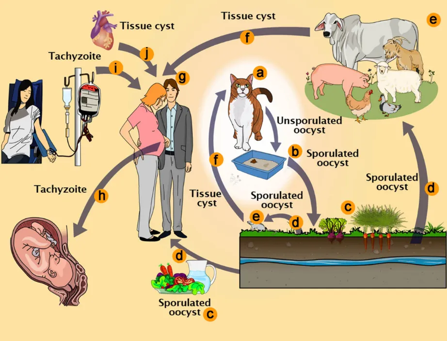 Life Cycle of Toxoplasma gondii