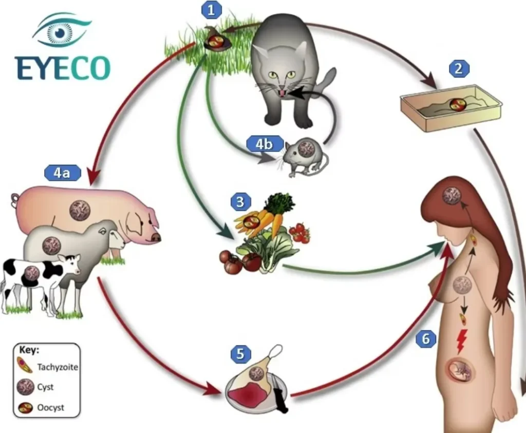 Life Cycle of Toxoplasma gondii