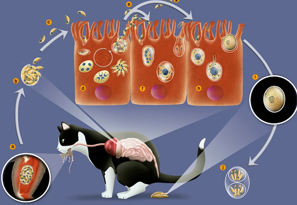 Life Cycle of Toxoplasma gondii: Complete Guide to Cats, Oocysts, Symptoms, and Nature