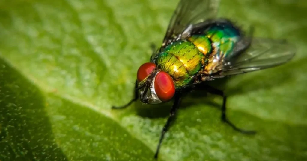 Life Cycle of a Fly Complete Stages, Survival, Reproduction, and Ecosystem Importance Explained