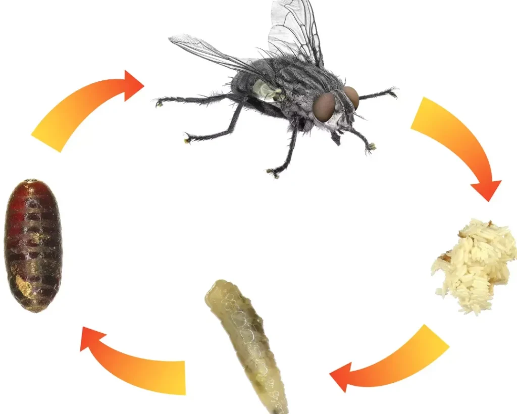 Life Cycle of a Fly Complete Stages, Survival, Reproduction, and Ecosystem Importance Explained