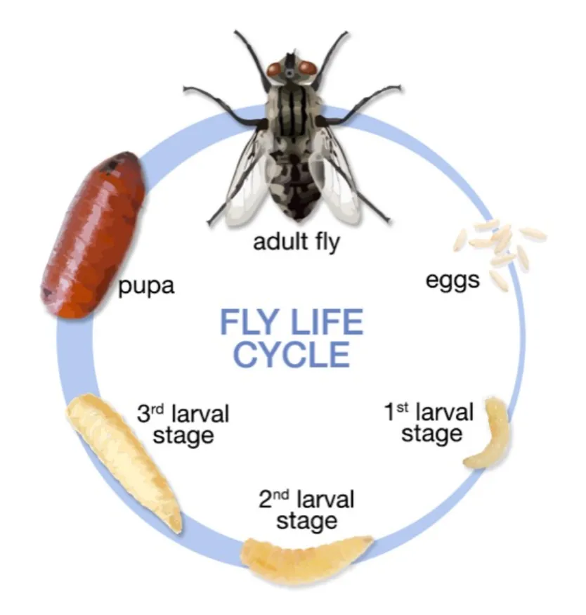 Life Cycle of a Fly Complete Stages, Survival, Reproduction, and Ecosystem Importance Explained