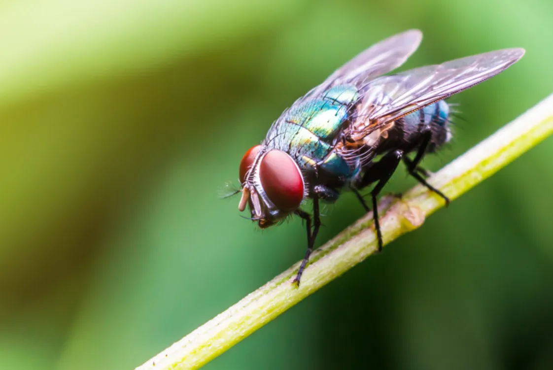 Life Cycle of a Fly Complete Stages, Survival, Reproduction, and Ecosystem Importance Explained