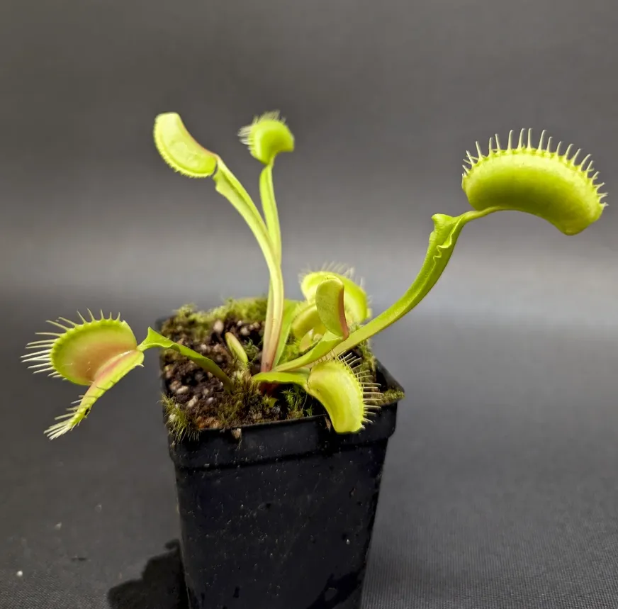 Life Cycle of an Angiosperm Plant