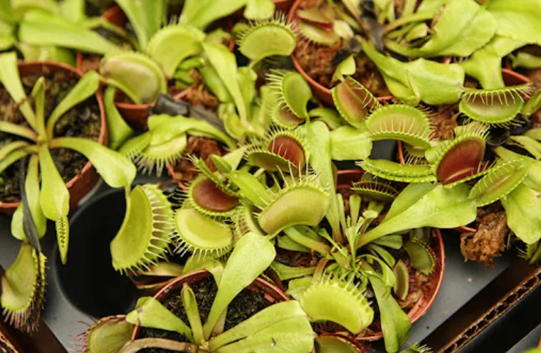 Life Cycle of an Angiosperm Plant