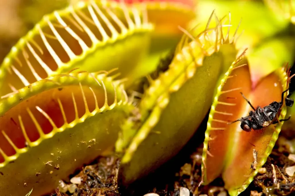 Life Cycle of an Angiosperm Plant