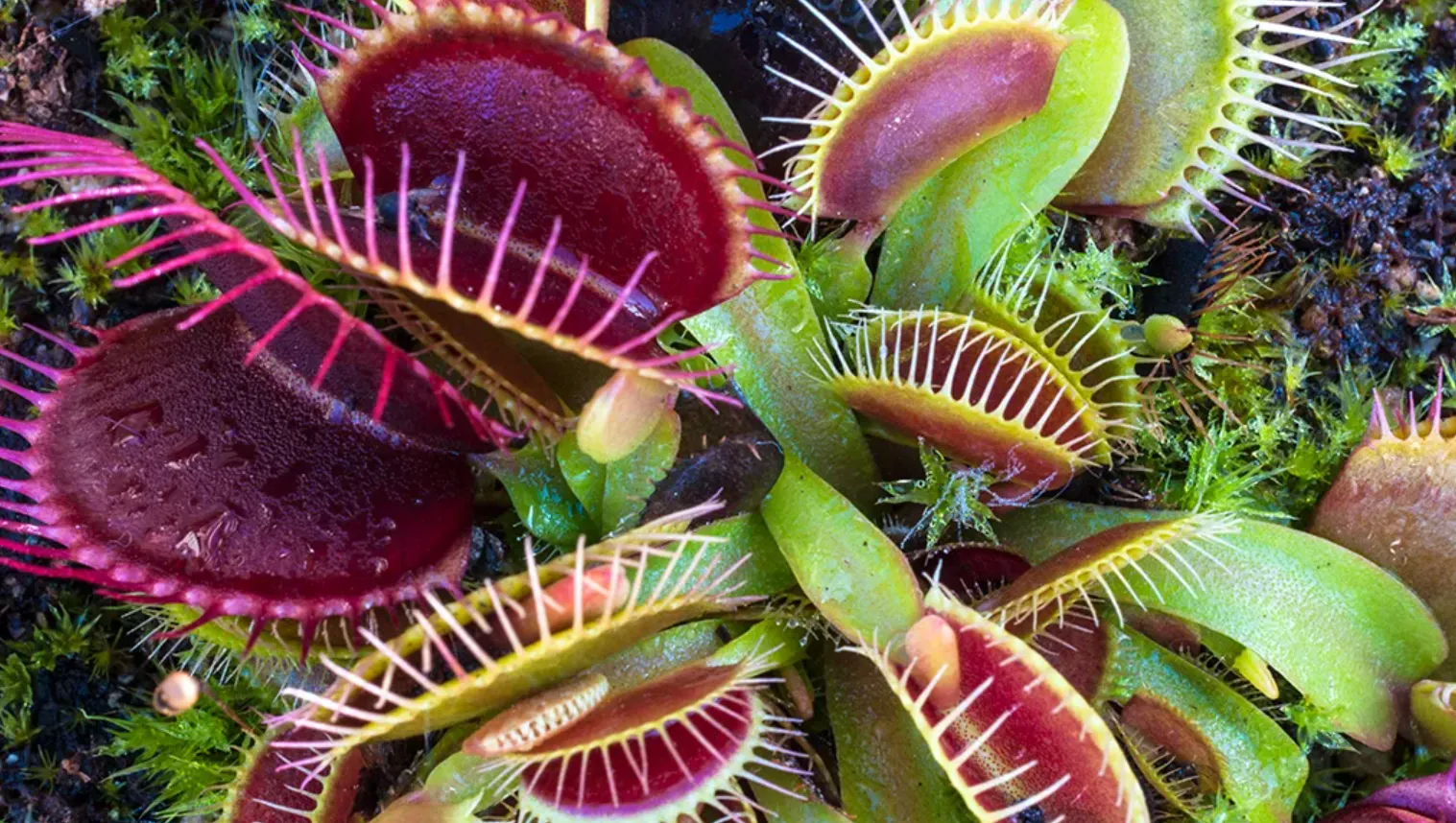 Life Cycle of an Angiosperm Plant