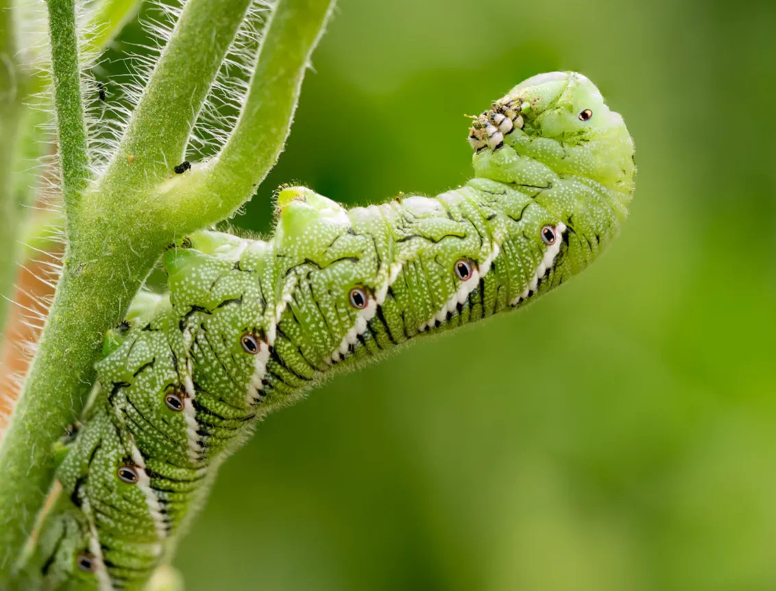 Life Cycle of the Horned Tomato Worm