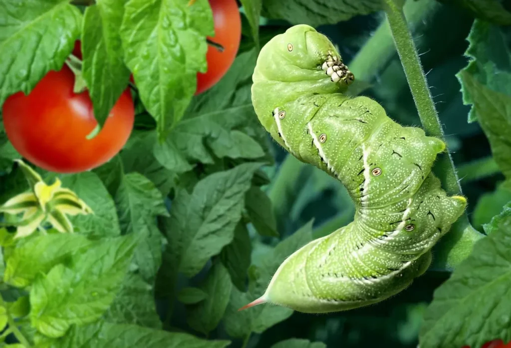 Life Cycle of the Horned Tomato Worm