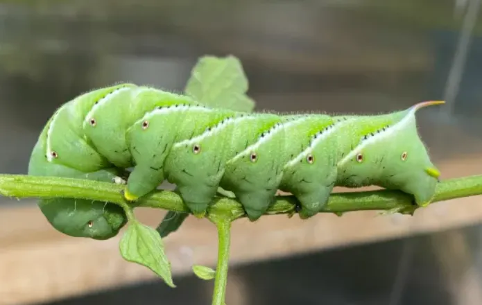 Life Cycle of the Horned Tomato Worm