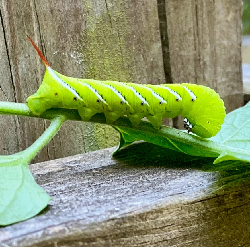 Life Cycle of the Horned Tomato Worm