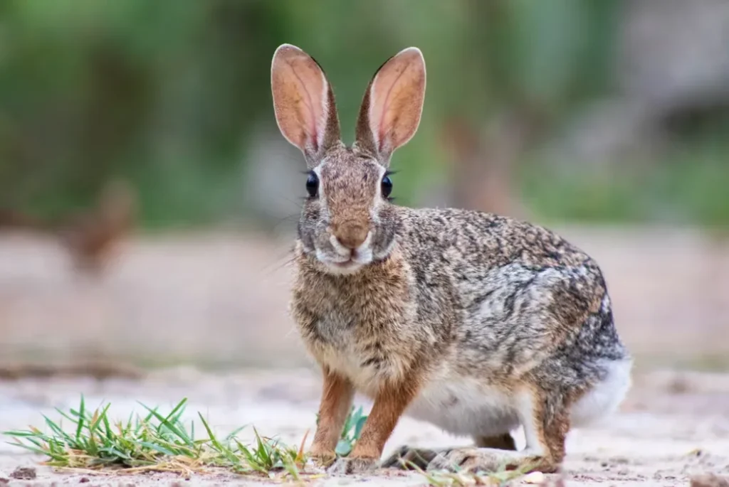 Life Cycle of the Rabbit