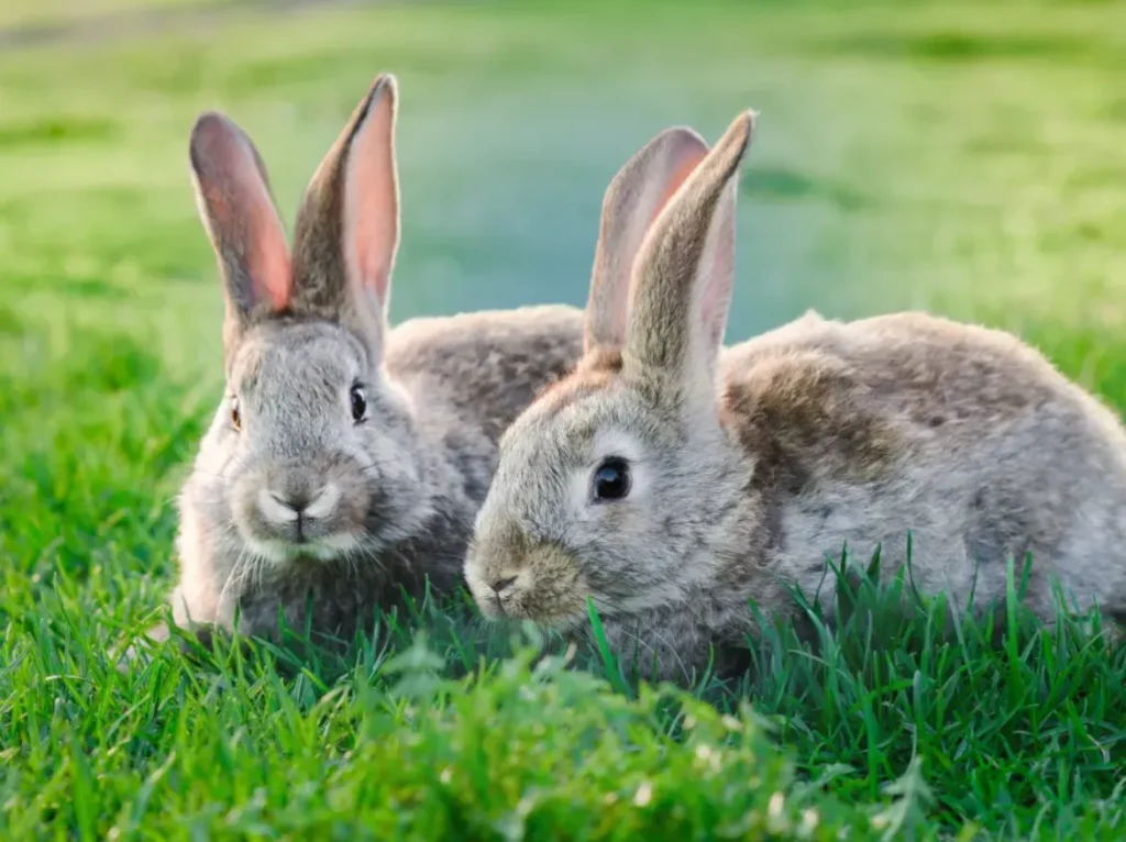 Life Cycle of the Rabbit