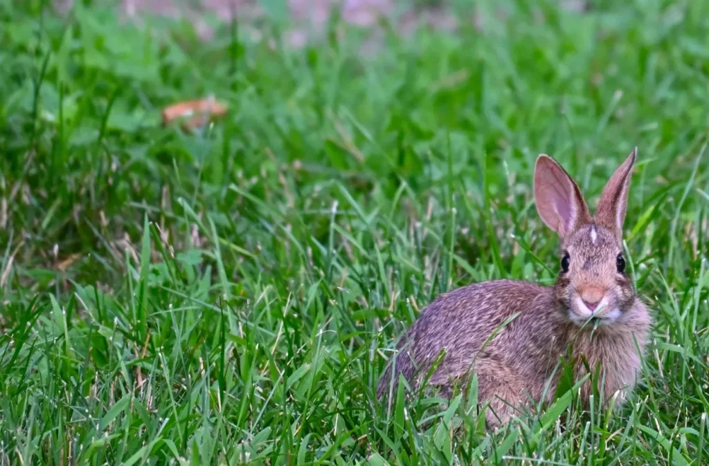 Life Cycle of the Rabbit