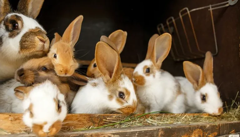 Life Cycle of the Rabbit