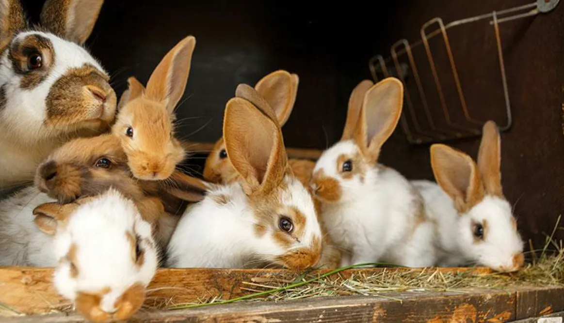 Life Cycle of the Rabbit: Complete Guide to Growth, Reproduction, Survival, and Ecosystem Importance