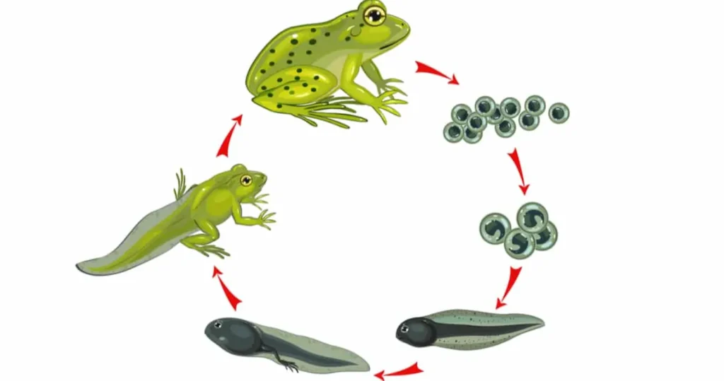 Life Cycle of the Tadpole