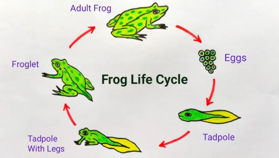 Life Cycle of the Tadpole
