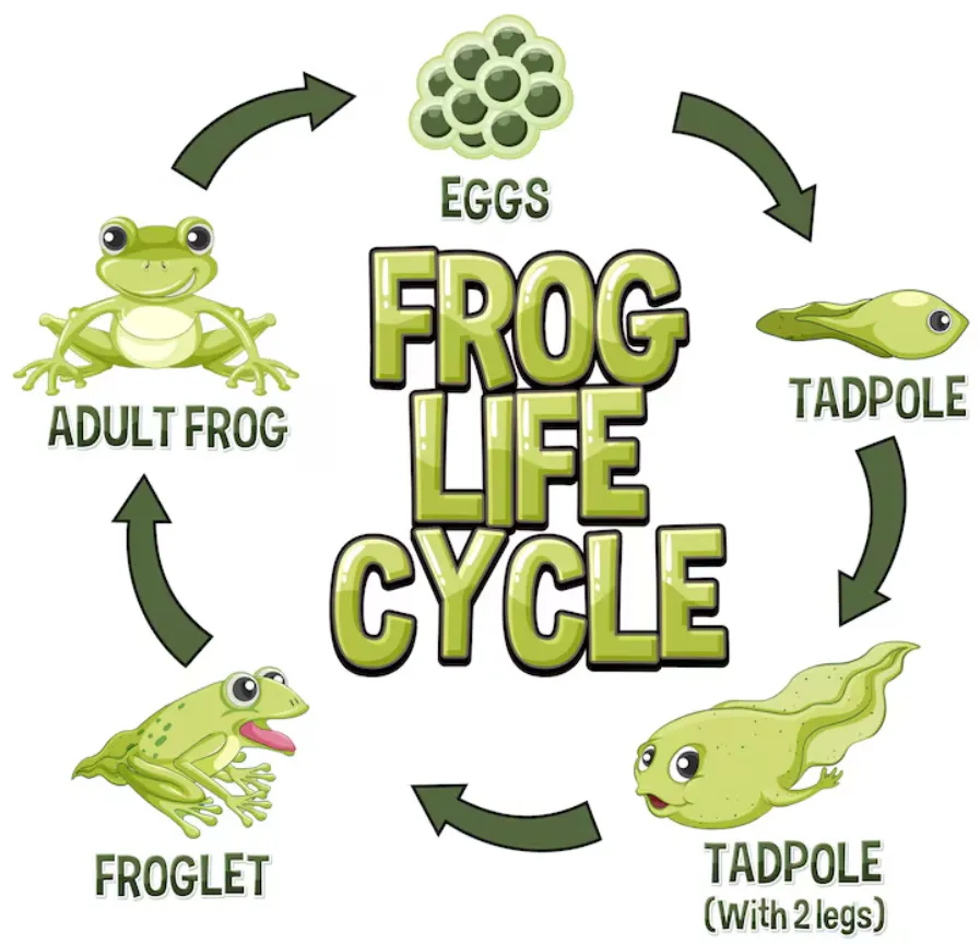 Life Cycle of the Tadpole
