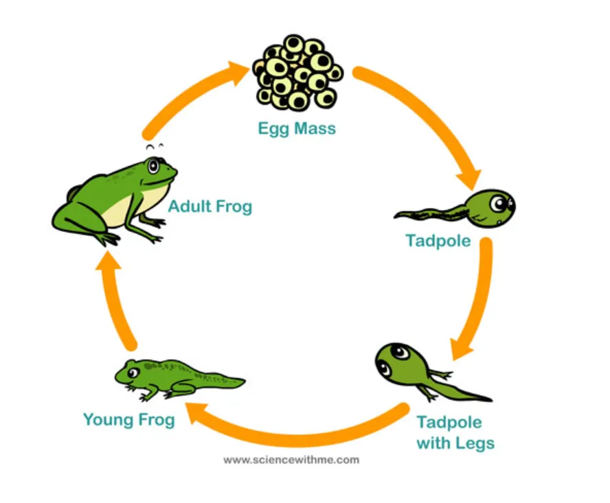 Life Cycle of the Tadpole: Complete Tadpole to Frog Stages, Food, Eggs, Growth, and Survival Guide
